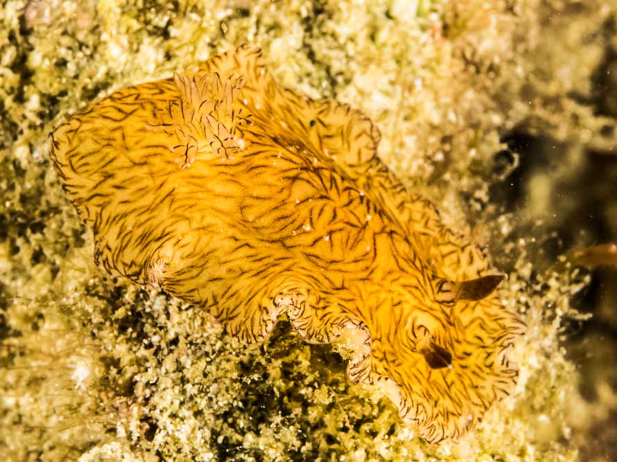 Platydoris cruenta